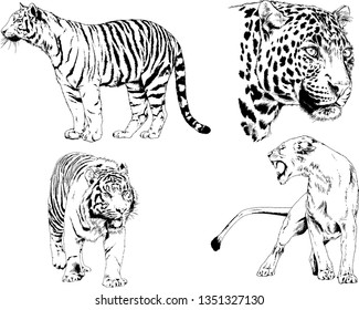 vector drawings sketches different predator , tigers lions cheetahs and leopards are drawn in ink by hand , objects with no background