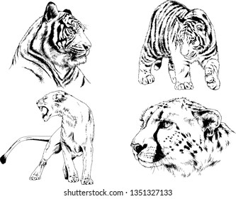 vector drawings sketches different predator , tigers lions cheetahs and leopards are drawn in ink by hand , objects with no background