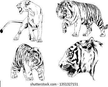 vector drawings sketches different predator , tigers lions cheetahs and leopards are drawn in ink by hand , objects with no background