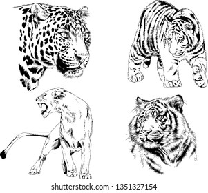 vector drawings sketches different predator , tigers lions cheetahs and leopards are drawn in ink by hand , objects with no background