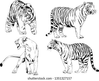 vector drawings sketches different predator , tigers lions cheetahs and leopards are drawn in ink by hand , objects with no background