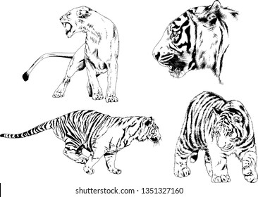 vector drawings sketches different predator , tigers lions cheetahs and leopards are drawn in ink by hand , objects with no background