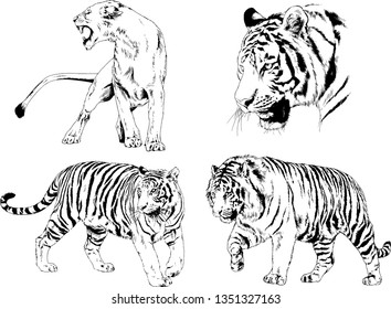 vector drawings sketches different predator , tigers lions cheetahs and leopards are drawn in ink by hand , objects with no background