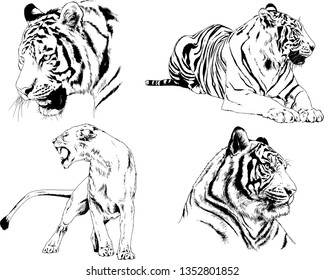 vector drawings sketches different predator , tigers lions cheetahs and leopards are drawn in ink by hand , objects with no background