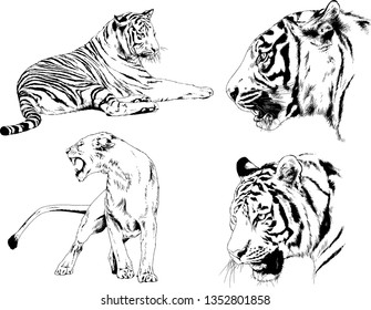 vector drawings sketches different predator , tigers lions cheetahs and leopards are drawn in ink by hand , objects with no background
