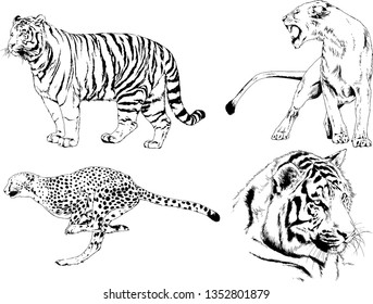 vector drawings sketches different predator , tigers lions cheetahs and leopards are drawn in ink by hand , objects with no background