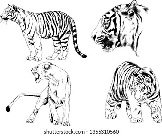 vector drawings sketches different predator , tigers lions cheetahs and leopards are drawn in ink by hand , objects with no background