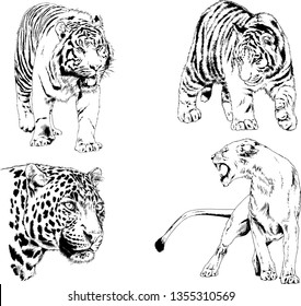 vector drawings sketches different predator , tigers lions cheetahs and leopards are drawn in ink by hand , objects with no background