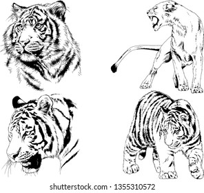 vector drawings sketches different predator , tigers lions cheetahs and leopards are drawn in ink by hand , objects with no background