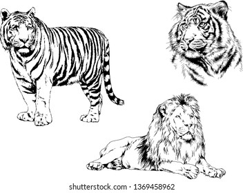 vector drawings sketches different predator , tigers lions cheetahs and leopards are drawn in ink by hand , objects with no background