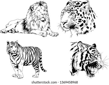 vector drawings sketches different predator , tigers lions cheetahs and leopards are drawn in ink by hand , objects with no background