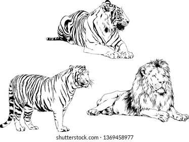 vector drawings sketches different predator , tigers lions cheetahs and leopards are drawn in ink by hand , objects with no background