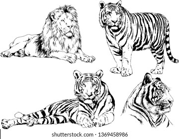 vector drawings sketches different predator , tigers lions cheetahs and leopards are drawn in ink by hand , objects with no background