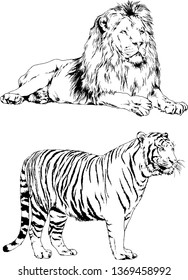 vector drawings sketches different predator , tigers lions cheetahs and leopards are drawn in ink by hand , objects with no background