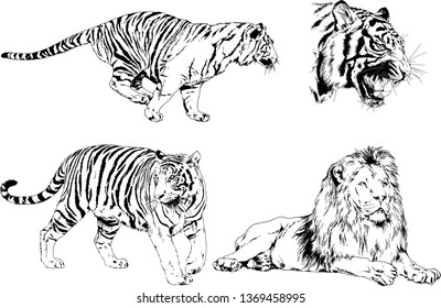 vector drawings sketches different predator , tigers lions cheetahs and leopards are drawn in ink by hand , objects with no background