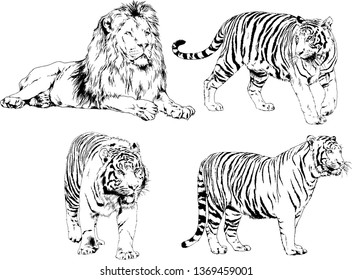 vector drawings sketches different predator , tigers lions cheetahs and leopards are drawn in ink by hand , objects with no background