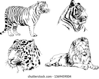 vector drawings sketches different predator , tigers lions cheetahs and leopards are drawn in ink by hand , objects with no background