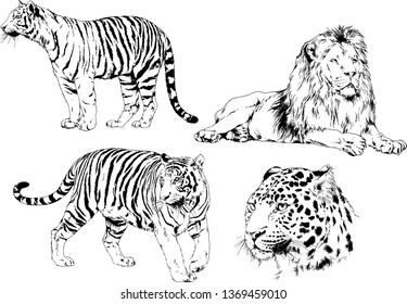 vector drawings sketches different predator , tigers lions cheetahs and leopards are drawn in ink by hand , objects with no background