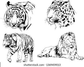 vector drawings sketches different predator , tigers lions cheetahs and leopards are drawn in ink by hand , objects with no background