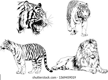 vector drawings sketches different predator , tigers lions cheetahs and leopards are drawn in ink by hand , objects with no background