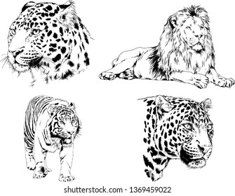 vector drawings sketches different predator , tigers lions cheetahs and leopards are drawn in ink by hand , objects with no background