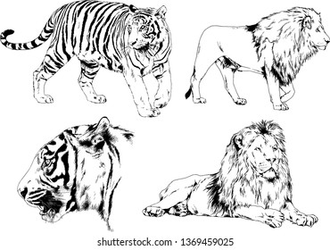 vector drawings sketches different predator , tigers lions cheetahs and leopards are drawn in ink by hand , objects with no background