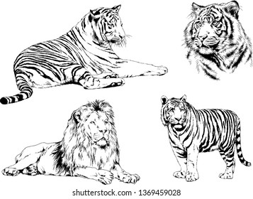 vector drawings sketches different predator , tigers lions cheetahs and leopards are drawn in ink by hand , objects with no background