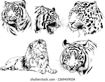 vector drawings sketches different predator , tigers lions cheetahs and leopards are drawn in ink by hand , objects with no background