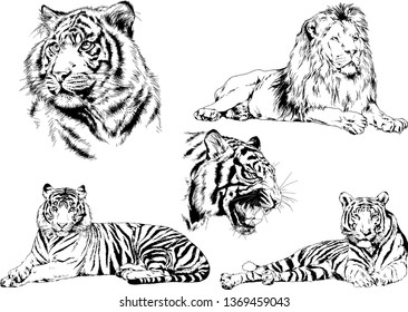 vector drawings sketches different predator , tigers lions cheetahs and leopards are drawn in ink by hand , objects with no background