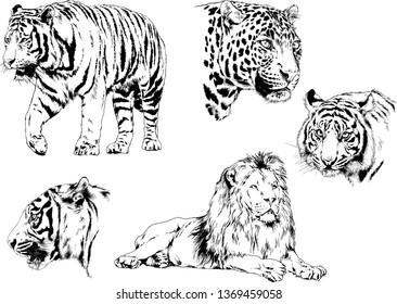 vector drawings sketches different predator , tigers lions cheetahs and leopards are drawn in ink by hand , objects with no background