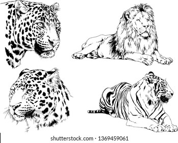 vector drawings sketches different predator , tigers lions cheetahs and leopards are drawn in ink by hand , objects with no background