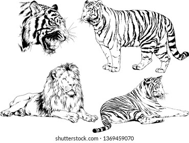 vector drawings sketches different predator , tigers lions cheetahs and leopards are drawn in ink by hand , objects with no background