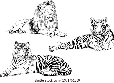 vector drawings sketches different predator , tigers lions cheetahs and leopards are drawn in ink by hand , objects with no background