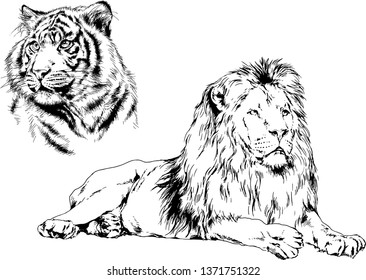 vector drawings sketches different predator , tigers lions cheetahs and leopards are drawn in ink by hand , objects with no background