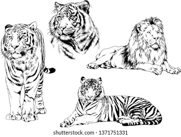 vector drawings sketches different predator , tigers lions cheetahs and leopards are drawn in ink by hand , objects with no background