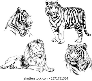 vector drawings sketches different predator , tigers lions cheetahs and leopards are drawn in ink by hand , objects with no background
