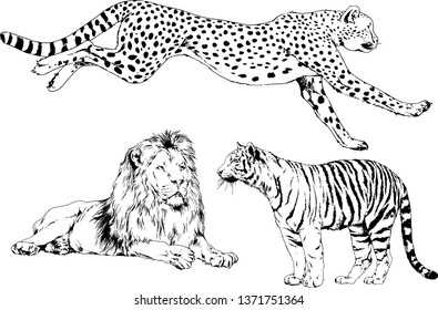 vector drawings sketches different predator , tigers lions cheetahs and leopards are drawn in ink by hand , objects with no background