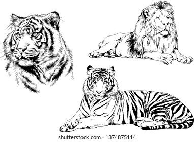 vector drawings sketches different predator , tigers lions cheetahs and leopards are drawn in ink by hand , objects with no background