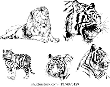 vector drawings sketches different predator , tigers lions cheetahs and leopards are drawn in ink by hand , objects with no background