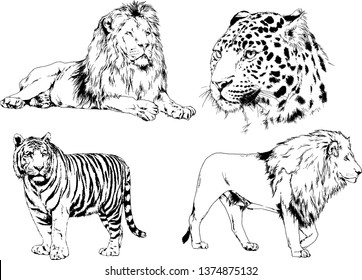 vector drawings sketches different predator , tigers lions cheetahs and leopards are drawn in ink by hand , objects with no background