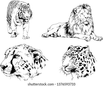 vector drawings sketches different predator , tigers lions cheetahs and leopards are drawn in ink by hand , objects with no background
