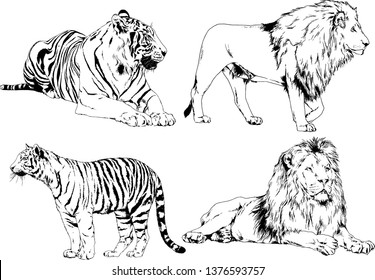 vector drawings sketches different predator , tigers lions cheetahs and leopards are drawn in ink by hand , objects with no background