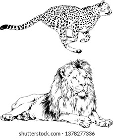 vector drawings sketches different predator , tigers lions cheetahs and leopards are drawn in ink by hand , objects with no background