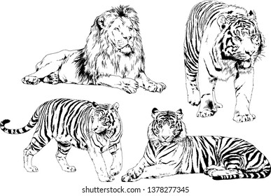 vector drawings sketches different predator , tigers lions cheetahs and leopards are drawn in ink by hand , objects with no background