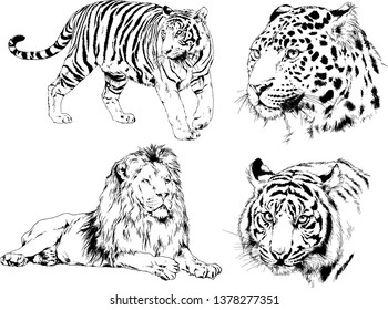 vector drawings sketches different predator , tigers lions cheetahs and leopards are drawn in ink by hand , objects with no background