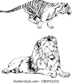 vector drawings sketches different predator , tigers lions cheetahs and leopards are drawn in ink by hand , objects with no background