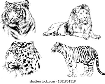 vector drawings sketches different predator , tigers lions cheetahs and leopards are drawn in ink by hand , objects with no background