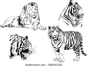 vector drawings sketches different predator , tigers lions cheetahs and leopards are drawn in ink by hand , objects with no background