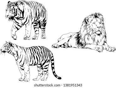 vector drawings sketches different predator , tigers lions cheetahs and leopards are drawn in ink by hand , objects with no background