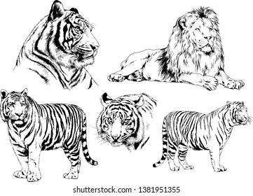 vector drawings sketches different predator , tigers lions cheetahs and leopards are drawn in ink by hand , objects with no background